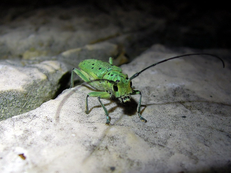 Saperda punctata ?? S.